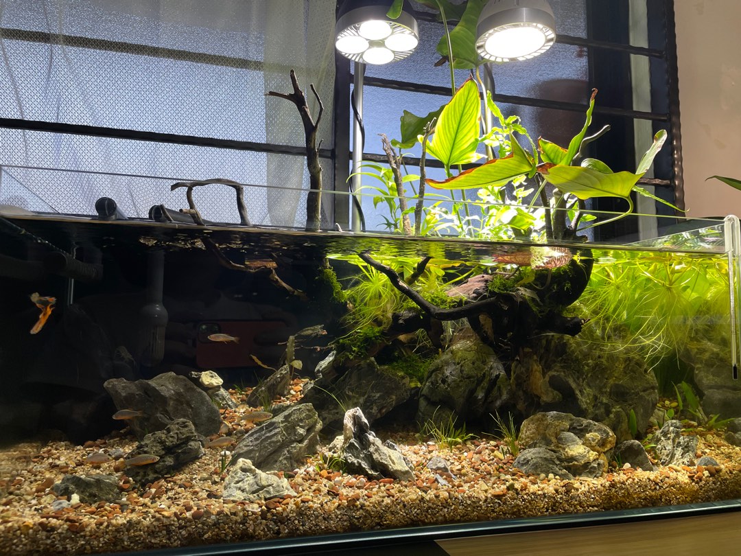 shallow aquascape