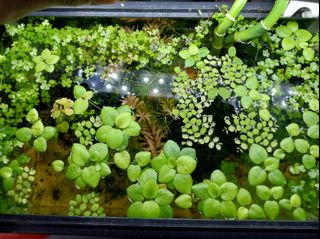 (Category: ) located in . Submitted by plantedtanks123 (Listing ID 1210870745, Image 1). Description: .