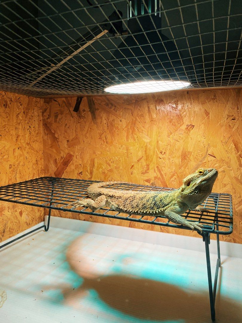 Bearded Dragon With Enclosure and Solar Glo, Pet Supplies, Homes