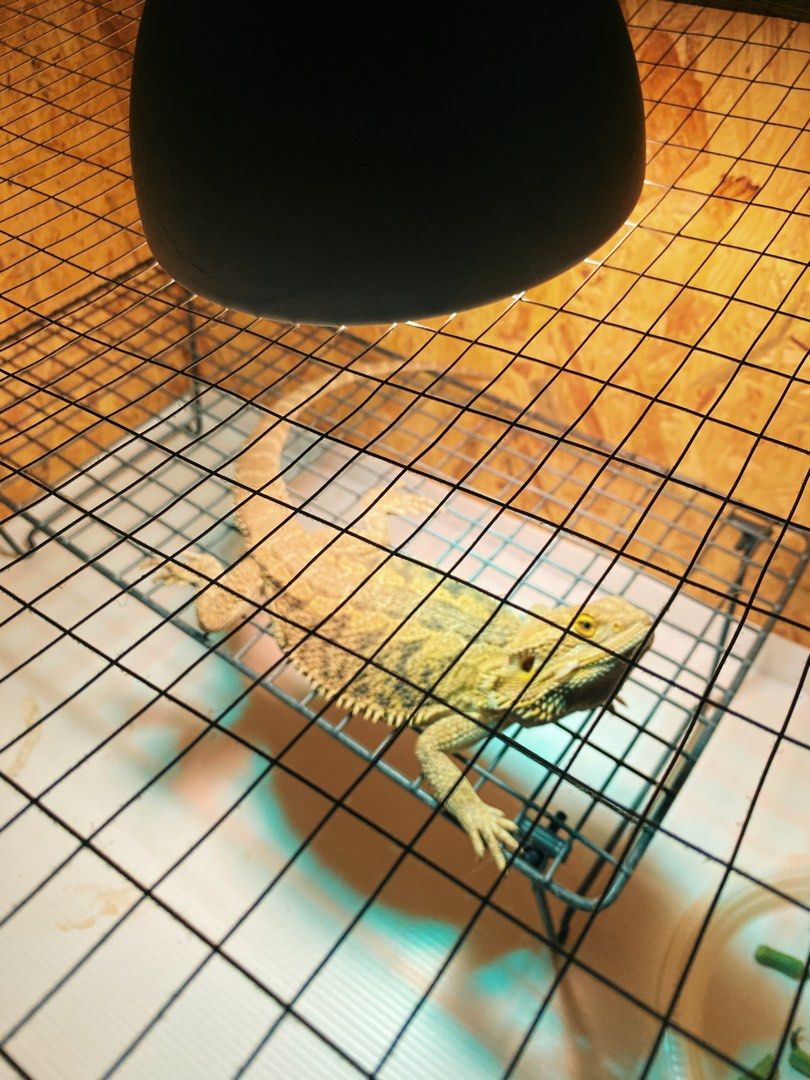 Bearded Dragon With Enclosure and Solar Glo, Pet Supplies, Homes