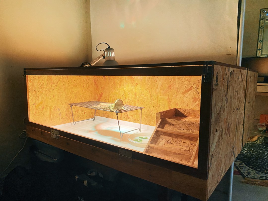 Bearded Dragon With Enclosure and Solar Glo, Pet Supplies, Homes