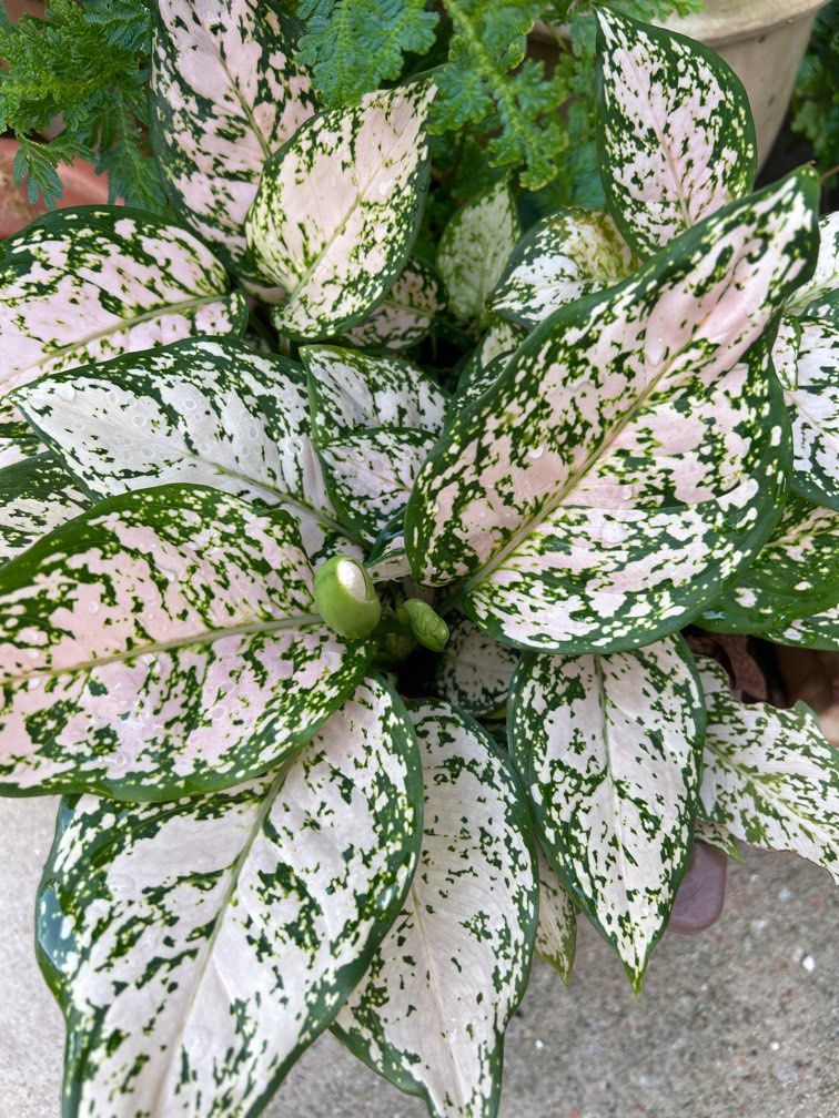 Big Mama Aglaonema, Furniture & Home Living, Gardening, Plants & Seeds