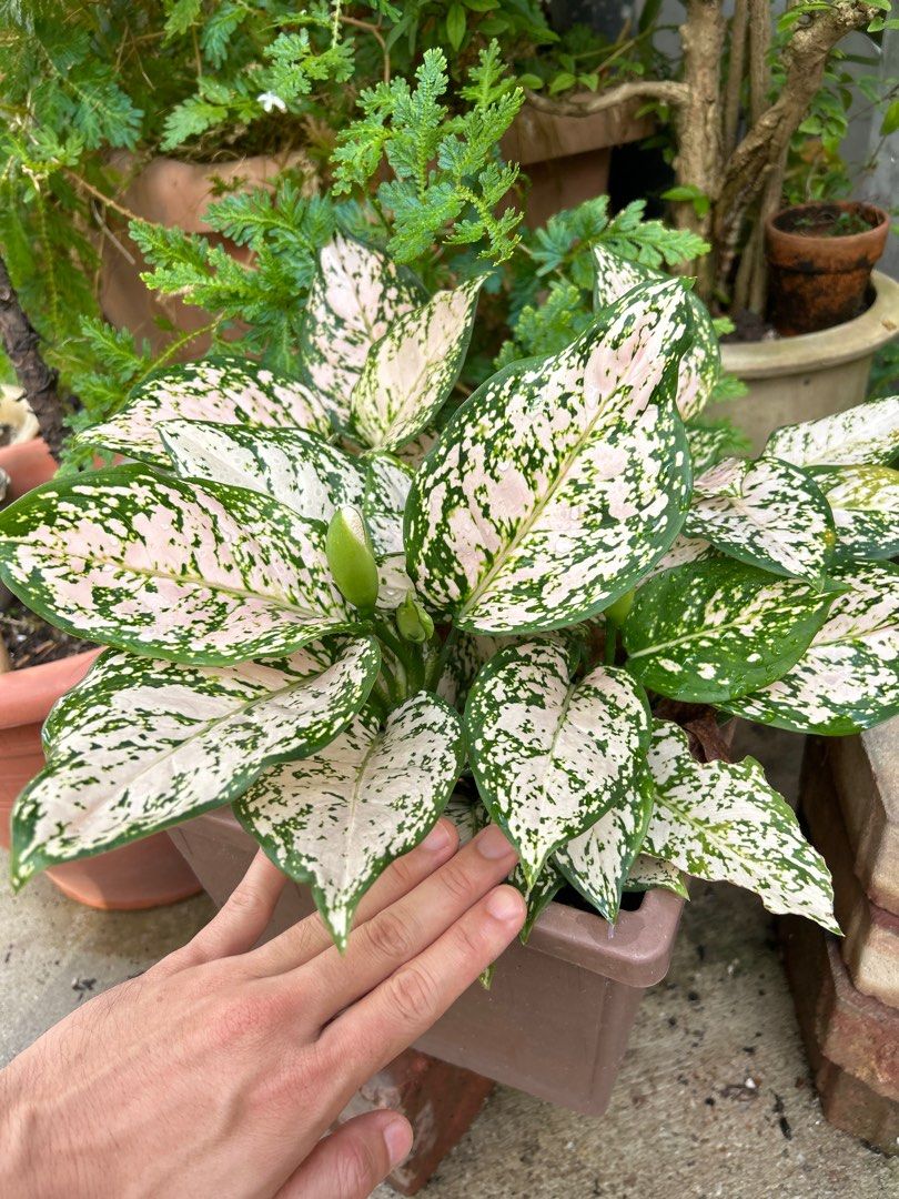 Big Mama Aglaonema, Furniture & Home Living, Gardening, Plants & Seeds