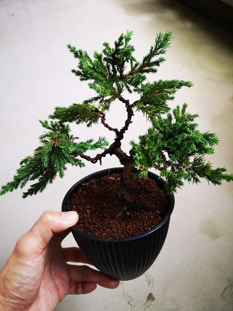 Mini junipers bonsai, Furniture & Home Living, Gardening, Plants