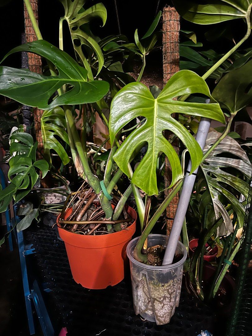 Monstera Brazilian Common Form, Furniture & Home Living, Gardening