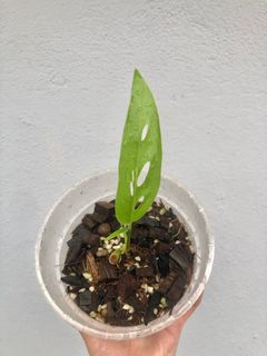 (Category: ) located in . Submitted by smallaroidgarden (Listing ID 1210994388, Image 1). Description: .