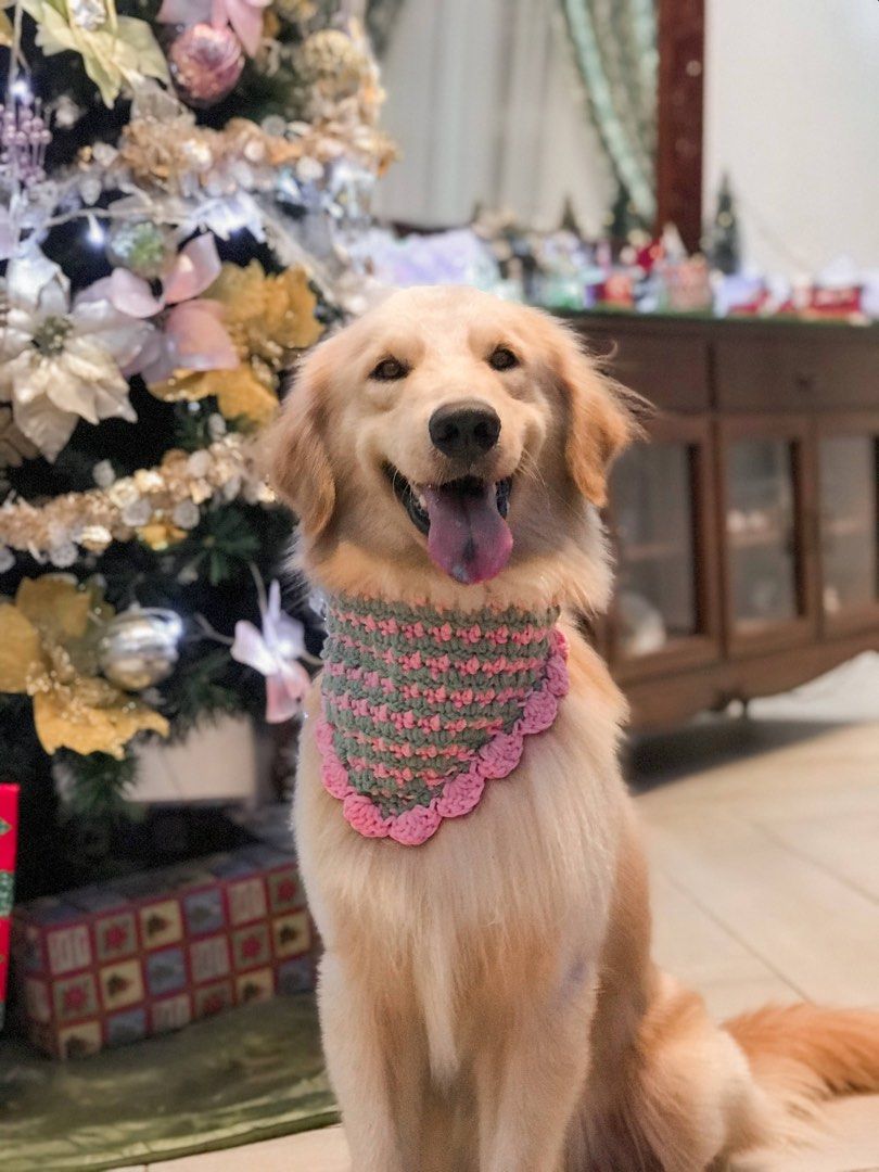 Golden retriever puppy bandana clearance