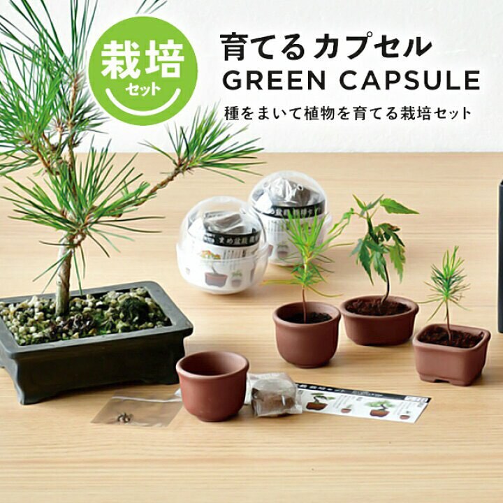 中品40年超唐楓盆栽】 正規新品mamzellenails.com