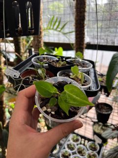 Anthurium magnificum hybrid seedlings