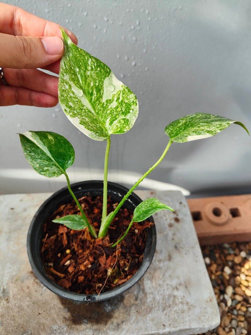 店舗良い ⭐︎激レア⭐︎Monstera 観葉植物 プラチナ☆ Deliciosa ...