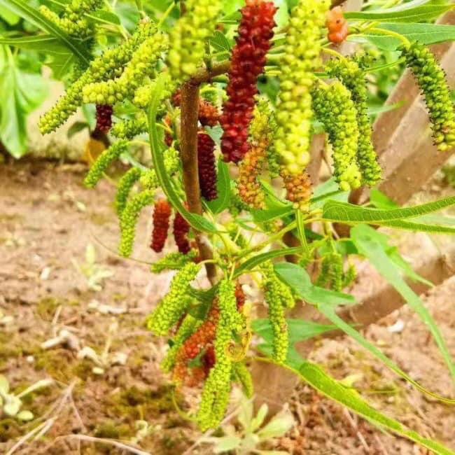 Pokok Kahwin Mulberry Chicken Claw Furniture And Home Living Gardening