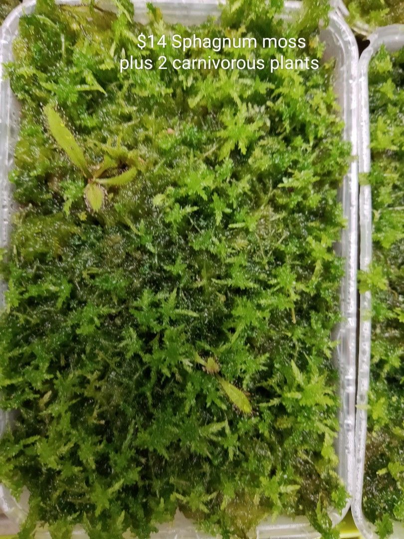 Sphagnum moss carnivorous plants, Furniture & Home Living, Gardening