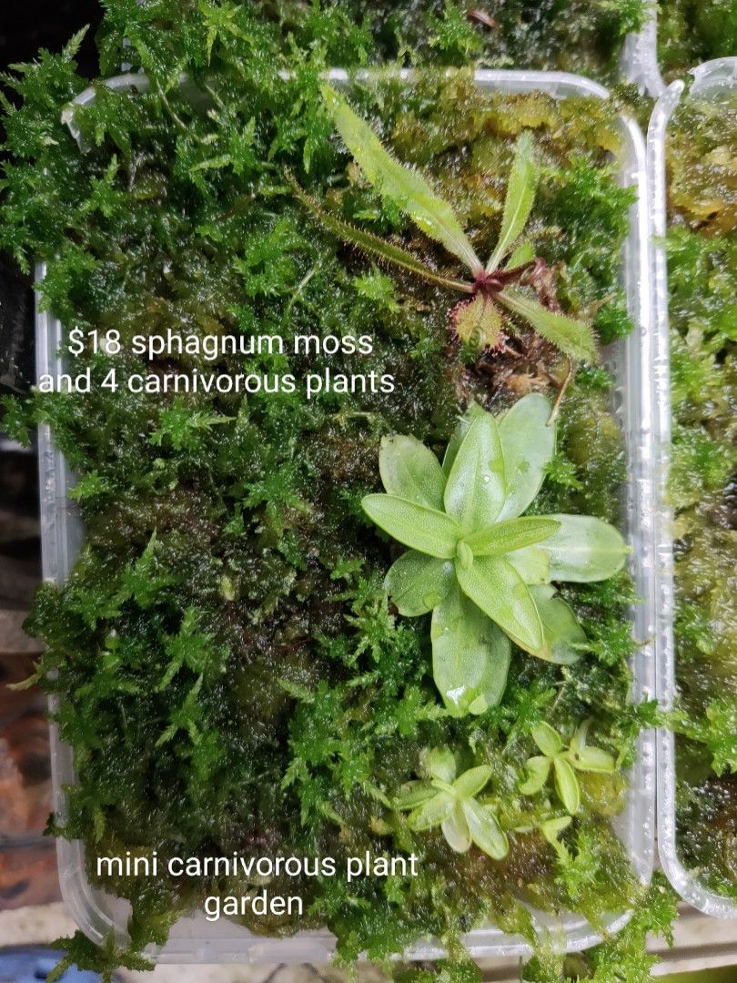 Sphagnum moss carnivorous plants, Furniture & Home Living, Gardening