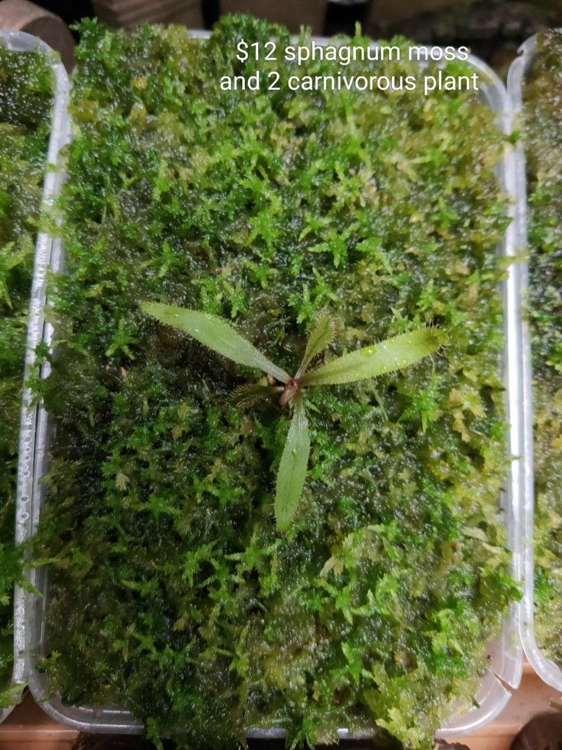 Sphagnum moss carnivorous plants, Furniture & Home Living, Gardening