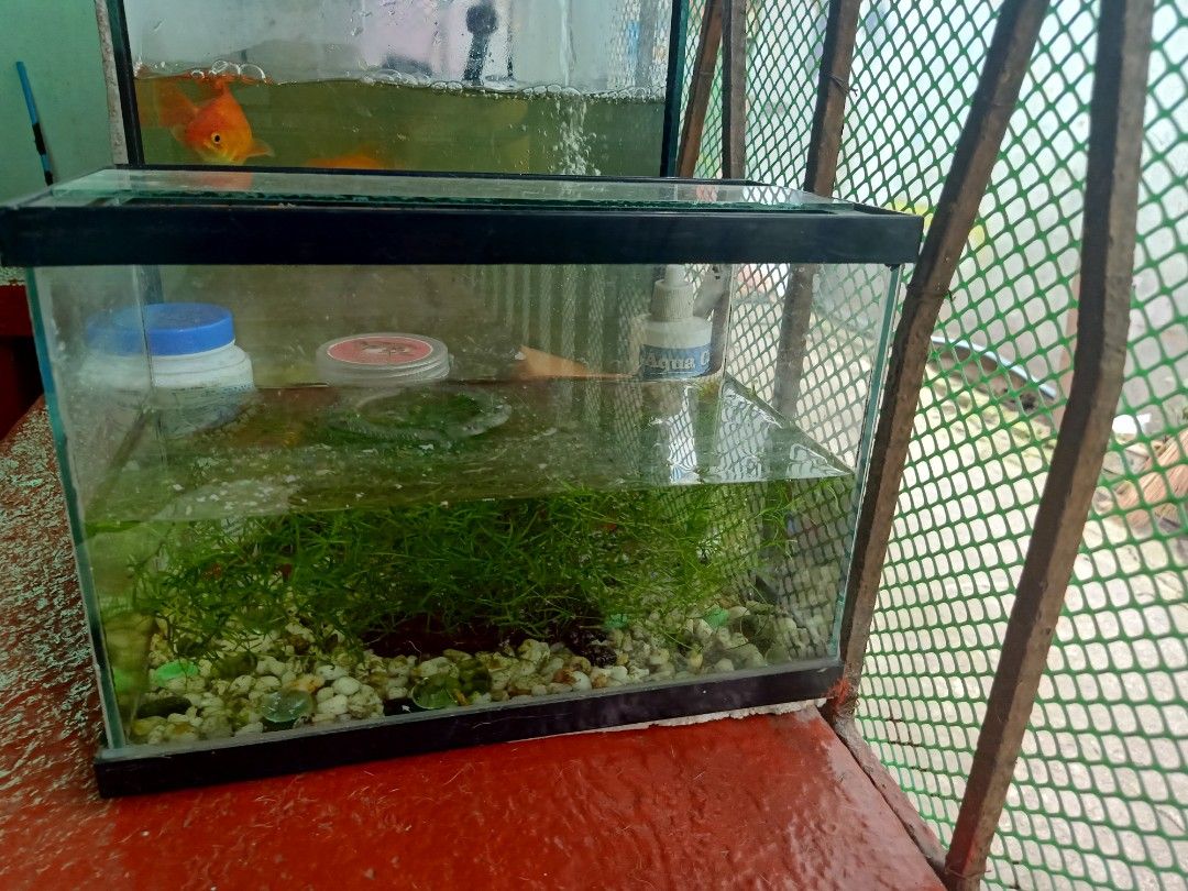 20 gallon tank, Pet Supplies, Homes & Other Pet Accessories on Carousell