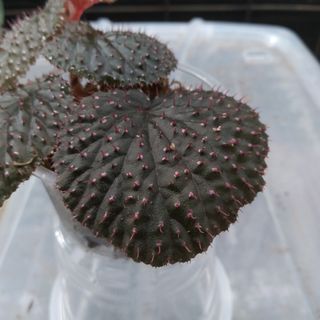 (Category: ) located in . Submitted by hendroprayogobegonia (Listing ID 1211329824, Image 1). Description: .