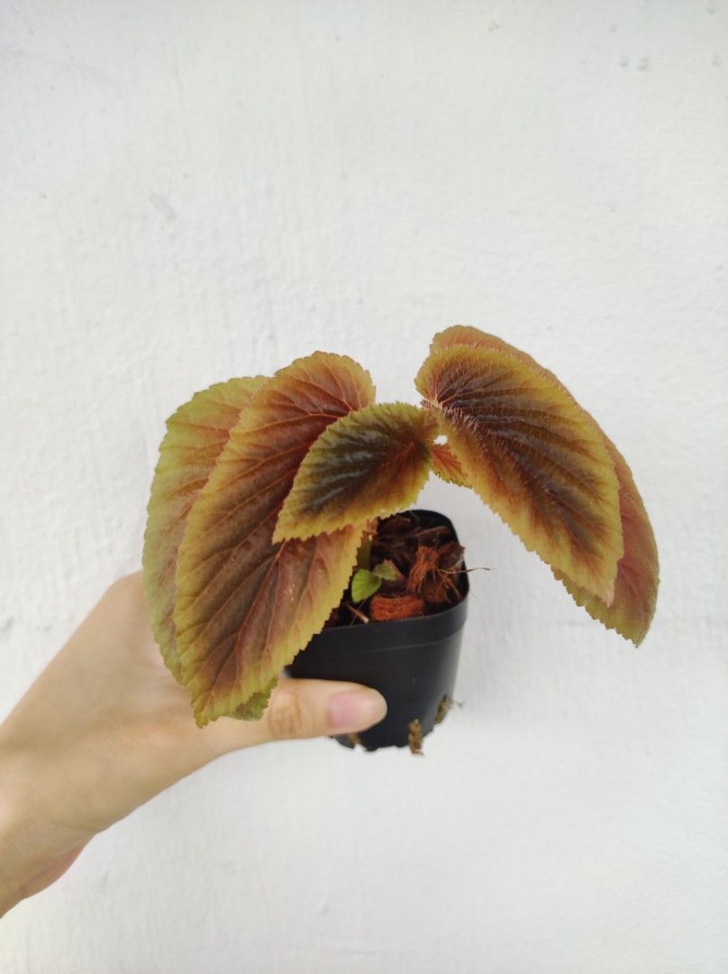 begonia u402, Furniture & Home Living, Gardening, Plants & Seeds on