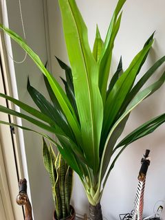 (Category: ) located in . Submitted by bananaz (Listing ID 1211336194, Image 1). Description: .