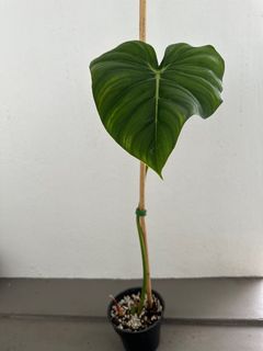 (Category: ) located in . Submitted by PlantGarden2021 (Listing ID 1211215362, Image 1). Description: .