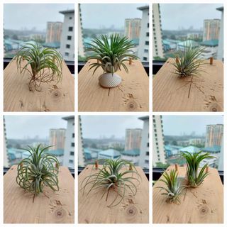 (Category: ) located in . Submitted by Annyeong_Creation (Listing ID 1211420364, Image 1). Description: .