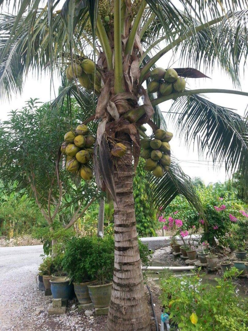 Anak Pokok Kelapa, Furniture & Home Living, Gardening, Plants & Seeds