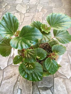 Cissus Discolor Cissus Javana Rex Begonia, Furniture & Home Living,  Gardening, Plants & Seeds on Carousell