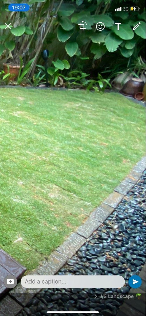 Carpet grass64884982506114110