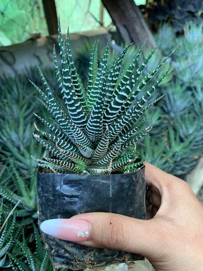 Zebra Plant, Furniture & Home Living, Gardening, Plants & Seeds on