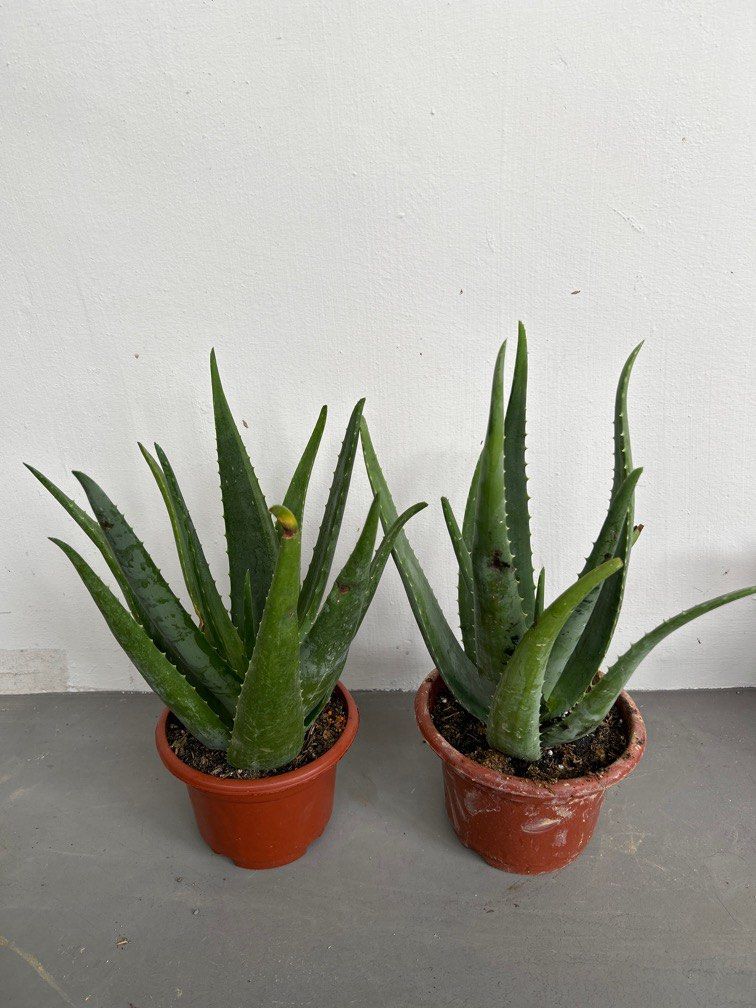 Aloe Vera Edible Plant 10 Each Furniture And Home Living Gardening Plants And Seeds On Carousell 0857