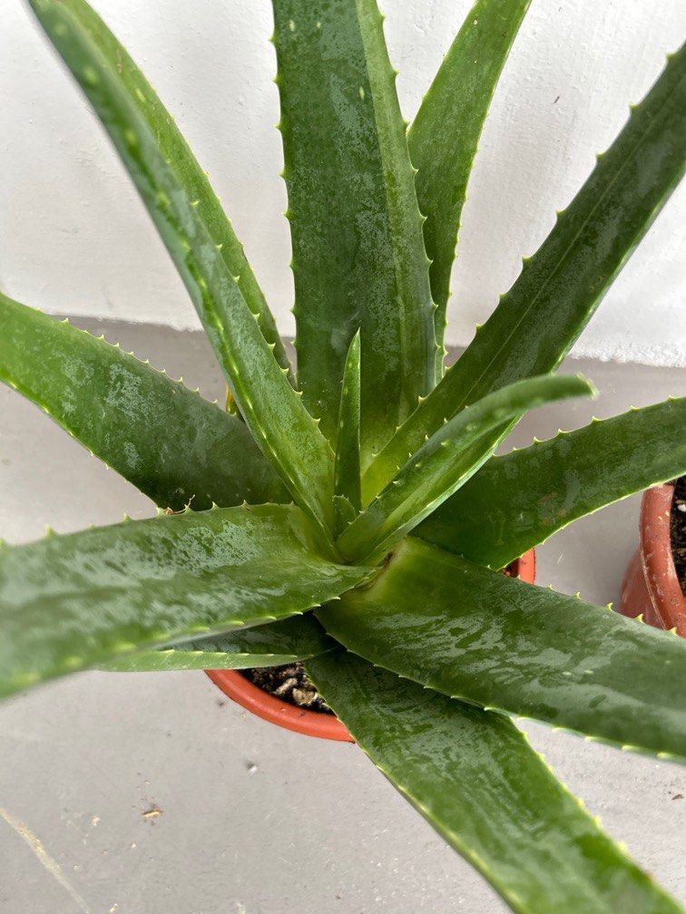 Aloe Vera Edible Plant 10 Each Furniture And Home Living Gardening Plants And Seeds On Carousell 2770