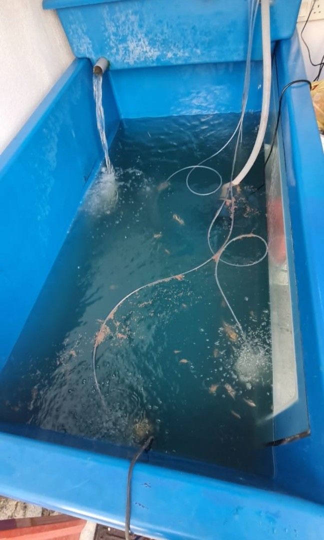 Fiberglass fish tank 6 feet, Pet Supplies, Homes & Other Pet