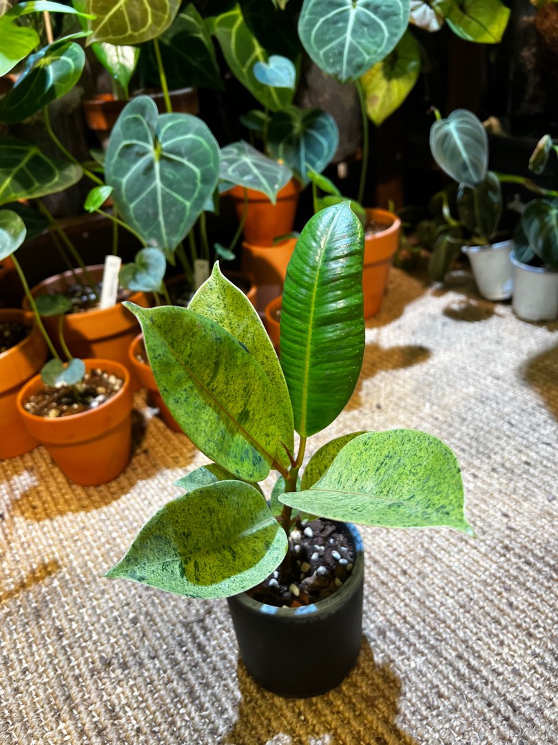 Ficus elastica ‘Shivereana’ 斑葉印度榕, 傢俬&家居, 園藝, 植物及種子 - Carousell