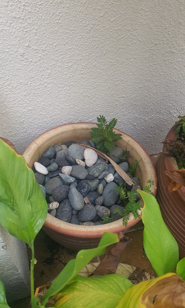 Free pots and plants, Furniture & Home Living, Gardening, Pots