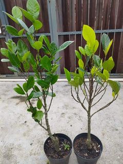 (Category: ) located in . Submitted by hongmeiliu06 (Listing ID 1211653299, Image 1). Description: .