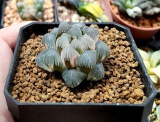 Haworthia Cooperi "kyodai Akasen" variegated 7cm pot