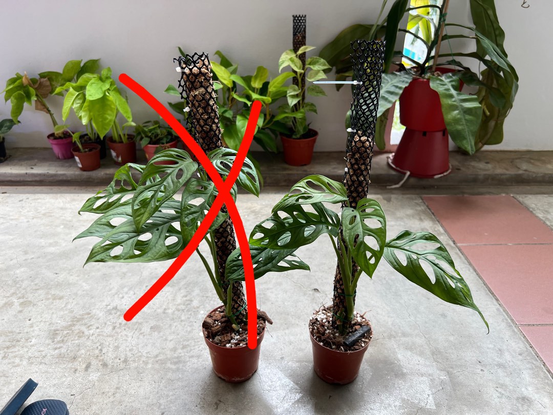 Monstera adansonii with moss pole, Furniture & Home Living, Gardening