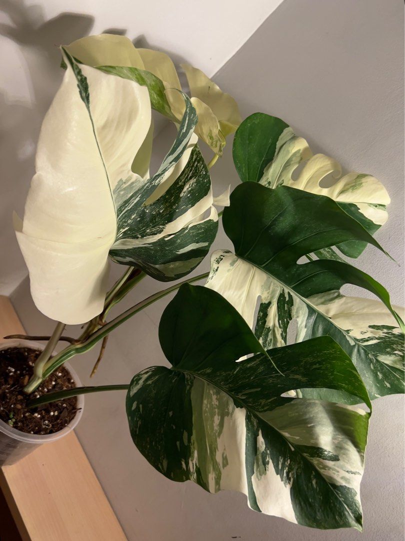 Monstera albo (Category: Plants & Seeds) located in Quezon City. Submitted by CLing (Listing ID 1211680362, Image 3). Description: Selling my Monstera albo Good genes With aerial roots, ready to propagate Well-rooted Giving free bag of aroid mix RFS: need extra space :(.