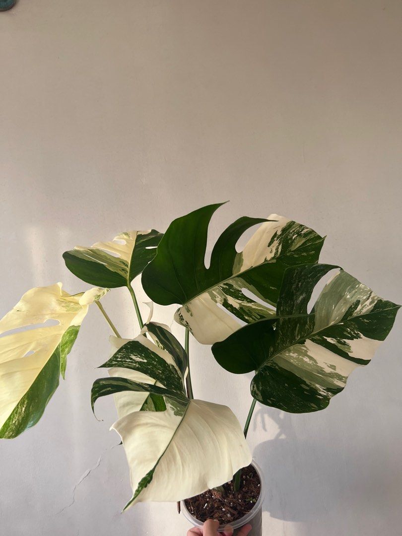 Monstera albo (Category: Plants & Seeds) located in Quezon City. Submitted by CLing (Listing ID 1211680362, Image 2). Description: Selling my Monstera albo Good genes With aerial roots, ready to propagate Well-rooted Giving free bag of aroid mix RFS: need extra space :(.