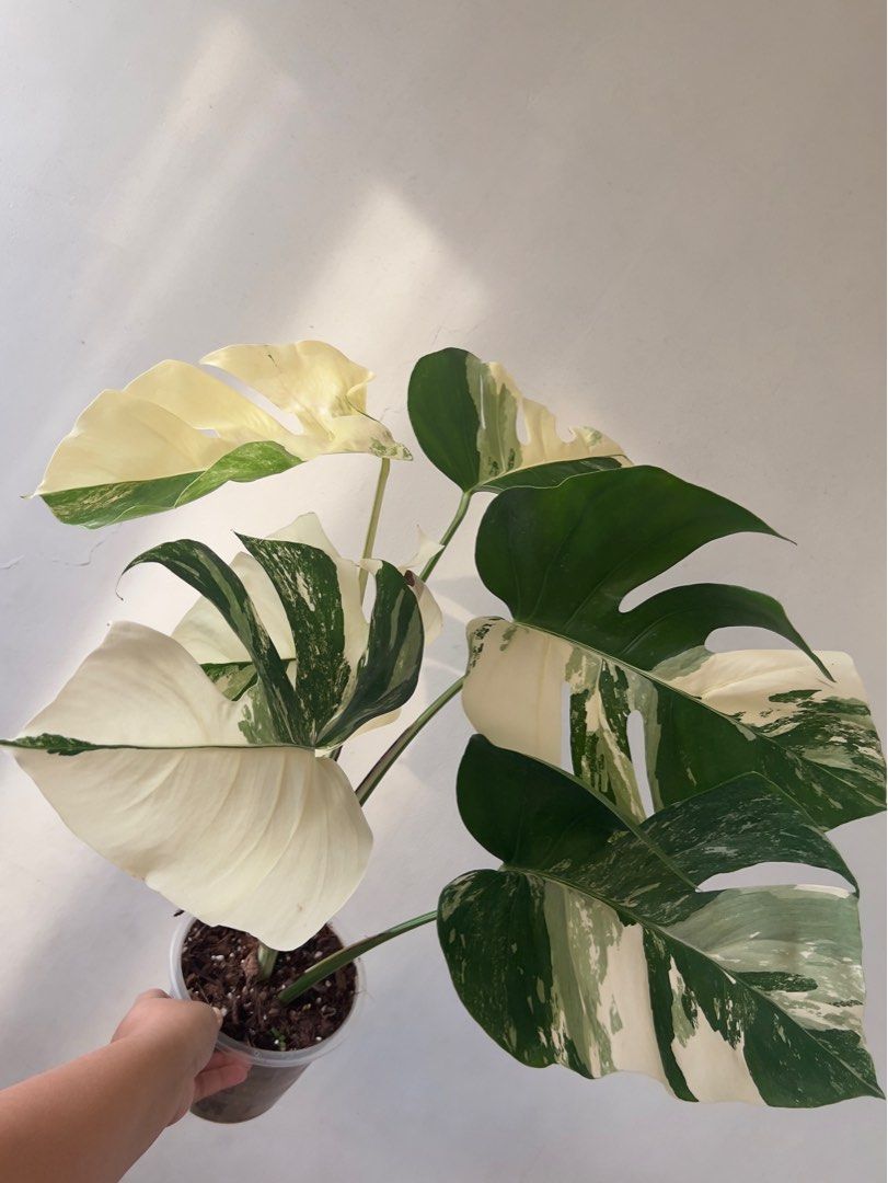 Monstera albo (Category: Plants & Seeds) located in Quezon City. Submitted by CLing (Listing ID 1211680362, Image 1). Description: Selling my Monstera albo Good genes With aerial roots, ready to propagate Well-rooted Giving free bag of aroid mix RFS: need extra space :(.