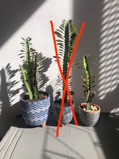 (Category: ) located in . Submitted by caliraisin (Listing ID 1197986844, Image 1). Description: .