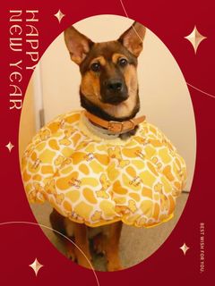 （分類：）位於 。 由 petpetbama 提交（商品編號 1211858242，圖片 1）。簡介： 。