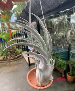 Air plant Tillandsia Lucille