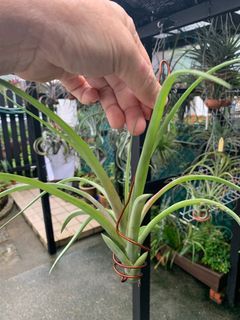 Airplant  Tillandsia Capitata Roja (Red)