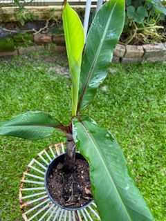 Red banana plantlet