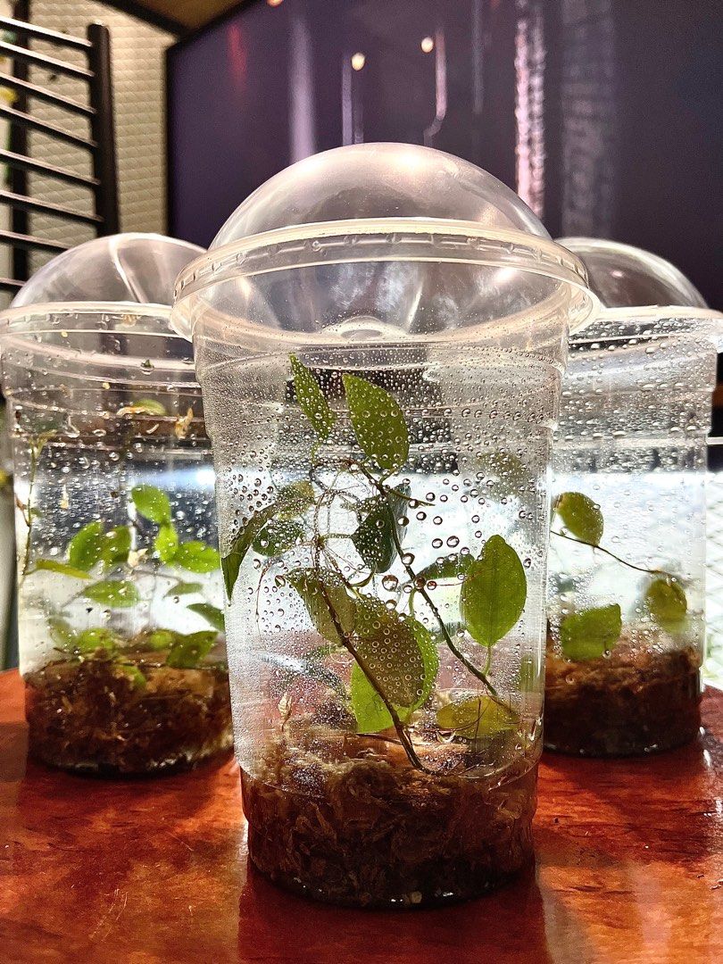 Terrarium plant, Furniture & Home Living, Gardening, Plants & Seeds on