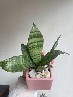 虎尾蘭陶瓷組盆/淨化空氣/室內植物