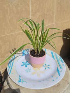 （分類：）位於 。 由 winwinchow22 提交（商品編號 1202404247，圖片 1）。簡介： 。
