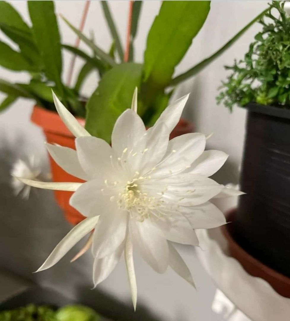 Epiphyllum Oxypetalum White Queen of night Flowers, Furniture & Home