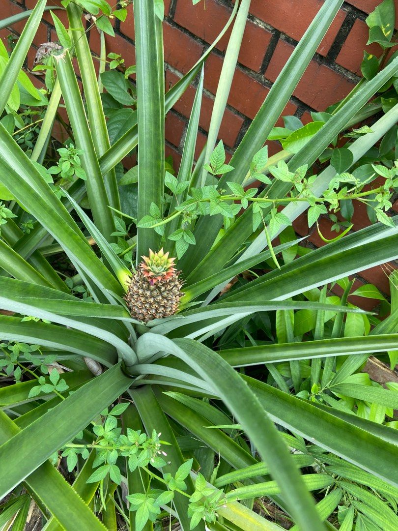 Pineapple plant in pot (edible fruit) not flowering or fruiting now), Furniture & Home Living
