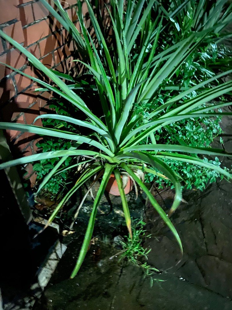 Pineapple plant in pot (edible fruit) not flowering or fruiting now), Furniture & Home Living